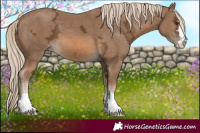 Horse Color:Chocolate Palomino Ice 