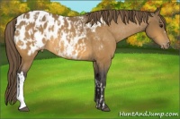 Horse Color:Buckskin Appaloosa and Buckskin Appaloosa