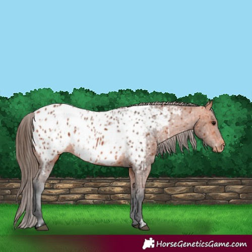 Horse Color:Bay Appaloosa  and Bay Appaloosa 