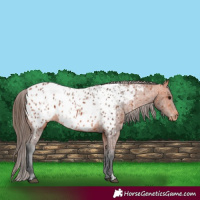Horse Color:Bay Appaloosa  and Bay Appaloosa 
