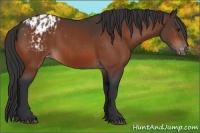 Horse Color:Bay Appaloosa  and Bay Appaloosa 