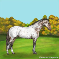 Horse Color:Bay Appaloosa  and Bay Dun Appaloosa 