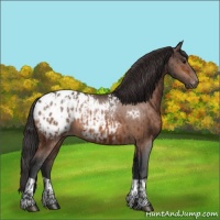 Horse Color:Bay Appaloosa  and Bay Appaloosa 