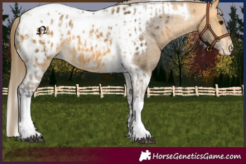 Horse Color:Buckskin Tobiano Appaloosa  and Buckskin Tobiano Appaloosa 