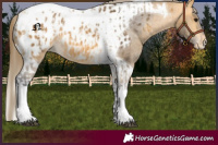 Horse Color:Buckskin Tobiano Blanket and Buckskin Tobiano Blanket