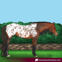 Horse Color:Bay Appaloosa  and Bay Appaloosa 