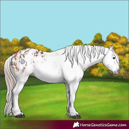 Horse Color:Bay Appaloosa  and Gray Bay Appaloosa 