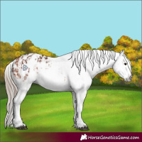 Horse Color:Bay Appaloosa  and Gray Bay Appaloosa 