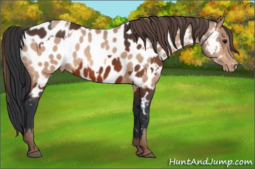 Horse Color:Bay Appaloosa and Amber Champagne Appaloosa