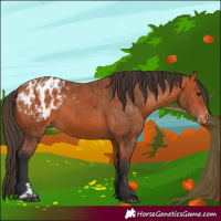 Horse Color:Bay Appaloosa  and Bay Appaloosa 
