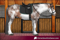 Horse Color:White Spotted Brown Roan Frame 