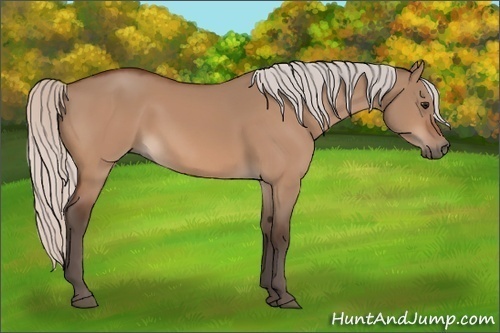 Horse Color:Silver Bay Dun 