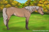 Horse Color:Silver Bay Dun 