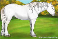 Horse Color:Gray Silver Amber Cream Champagne Roan Dun Splash Tobiano Frame Appaloosa Rabicano 