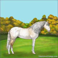Horse Color:Gray Silver Amber Cream Champagne Roan Dun Splash Tobiano Frame Appaloosa Rabicano 