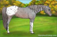 Horse Color:Brown Appaloosa 