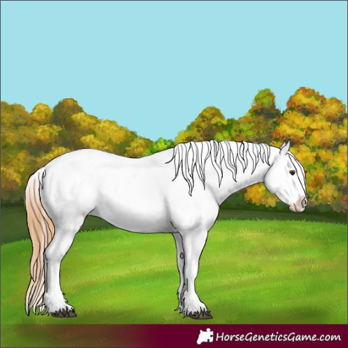 Horse Color:Chestnut Appaloosa 