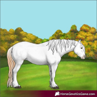 Horse Color:Chestnut Appaloosa 
