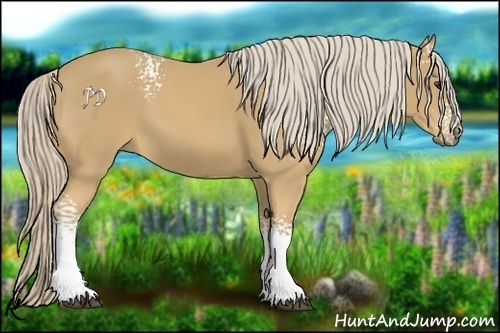 Horse Color:White Spotted Palomino 