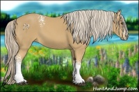 Horse Color:White Spotted Palomino