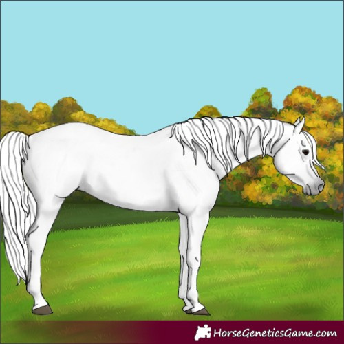Horse Color:Gray Black Appaloosa
