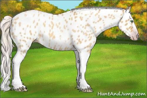 Horse Color:Gray Silver Amber Cream Champagne Roan Dun Splash Tobiano Frame Appaloosa Rabicano 