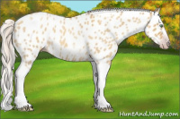 Horse Color:Gray Silver Amber Cream Champagne Roan Dun Splash Tobiano Frame Appaloosa Rabicano 