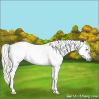 Horse Color:Gray Silver Amber Cream Champagne Roan Dun Splash Tobiano Frame Varnish Rabicano 