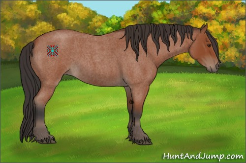Horse Color:Bay Roan 