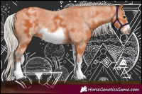 Horse Color:White Spotted Silver Bay Sabino Frame 