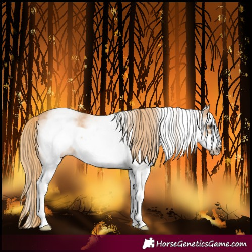 Horse Color:White Spotted Chestnut Sabino Frame 