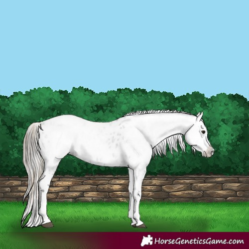 Horse Color:Smoky Black Appaloosa  and Gray Smoky Black Appaloosa 