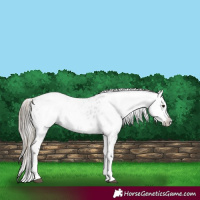 Horse Color:Smoky Black Appaloosa  and Gray Smoky Black Appaloosa 