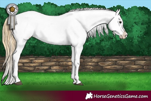Horse Color:Smoky Black Appaloosa  and Buckskin Appaloosa 