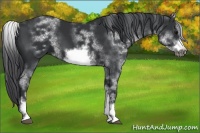 Horse Color:White Spotted Black Sabino Frame 