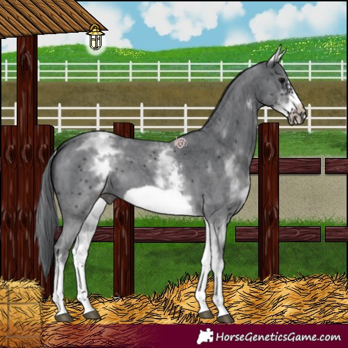 Horse Color:White Spotted Black Sabino Frame