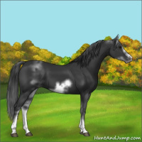 Horse Color:White Spotted Black Sabino Frame