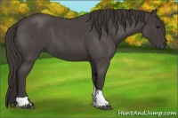 Horse Color:Smoky Blue Roan Tobiano 