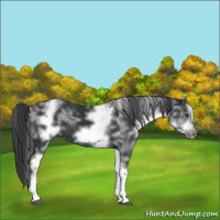 Horse Color:White Spotted Black Sabino Frame
