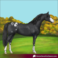 Horse Color:Black Appaloosa  and Black Appaloosa 
