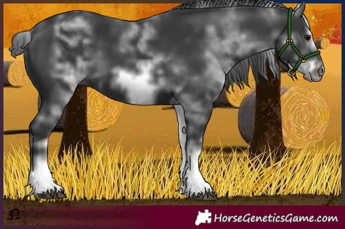 Horse Color:White Spotted Black Sabino Frame 