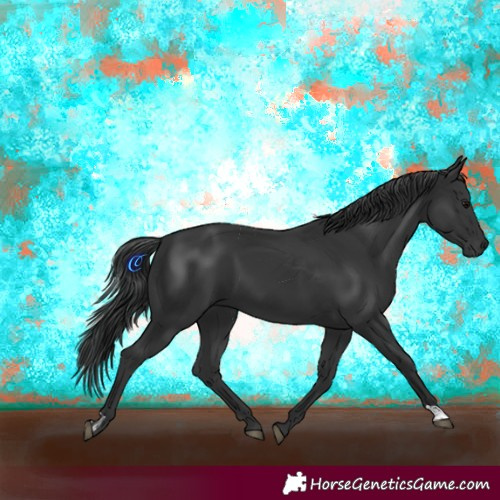 Horse Color:Black  and Black 