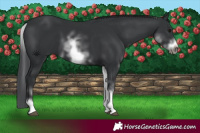 Horse Color:White Spotted Black Sabino Frame 