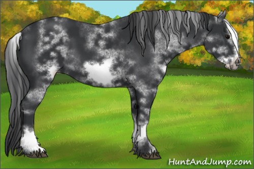 Horse Color:White Spotted Black Sabino Frame 