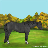 Horse Color:Black and Black
