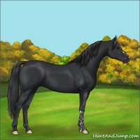Horse Color:Black  and Black 