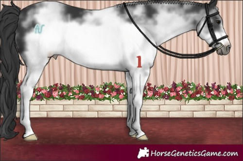 Horse Color:White Spotted Black Sabino Frame