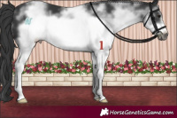 Horse Color:White Spotted Black Sabino Frame 