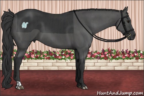 Horse Color:Black  and Black 