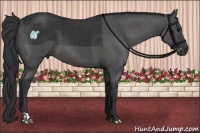 Horse Color:Black and Black